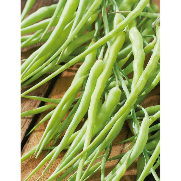 Radish Rat Tail Seeds