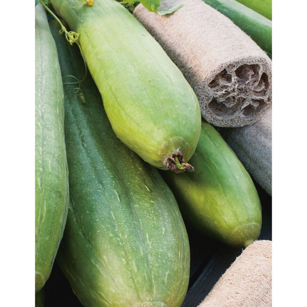 Luffa Sponge Gourd Seeds
