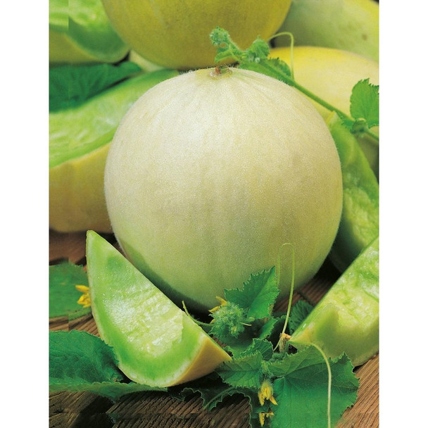 Melon Honey Dew Seeds