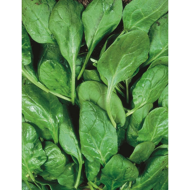 Spinach Hector F1 Seeds