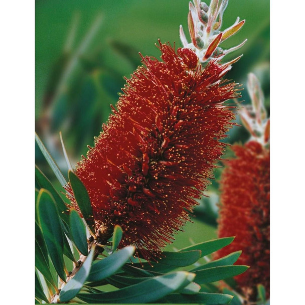 Native Albany Bottlebrush Australian Seeds