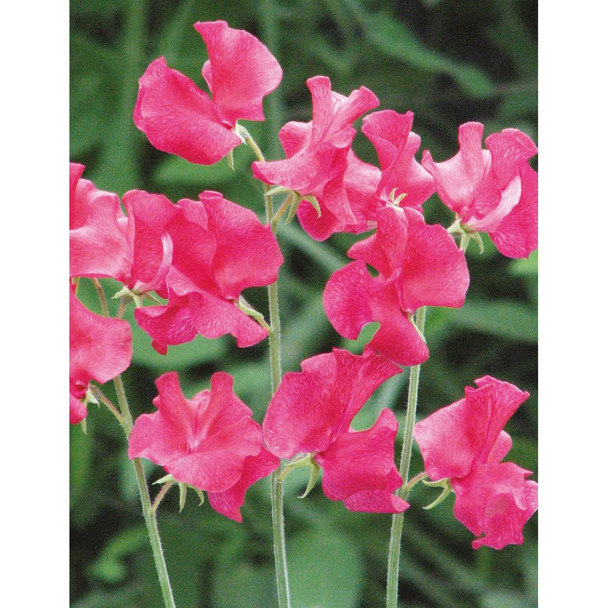 Sweet Pea Lipstick Seeds Each