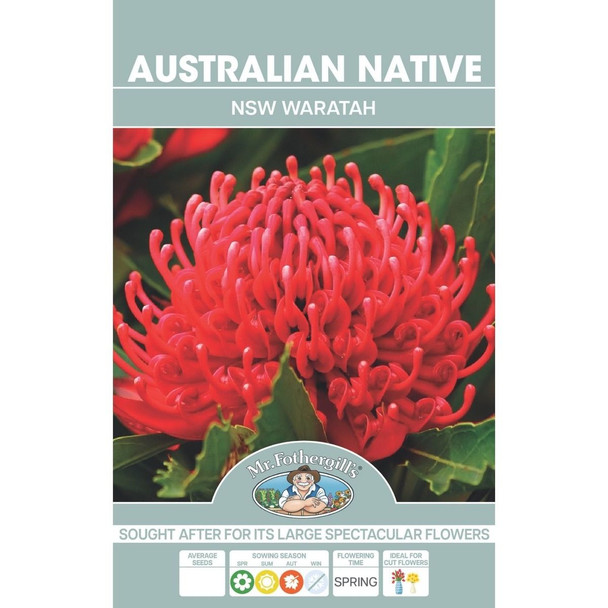 Native NSW Waratah Australian Seeds
