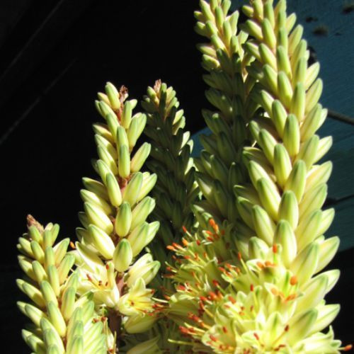 Aloe hybrid 'Sparkler'
