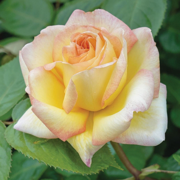 Rose 'Courtney's Rose'