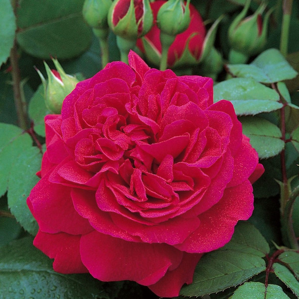 Rose 'Tess Of The D'Urbervilles' David Austin