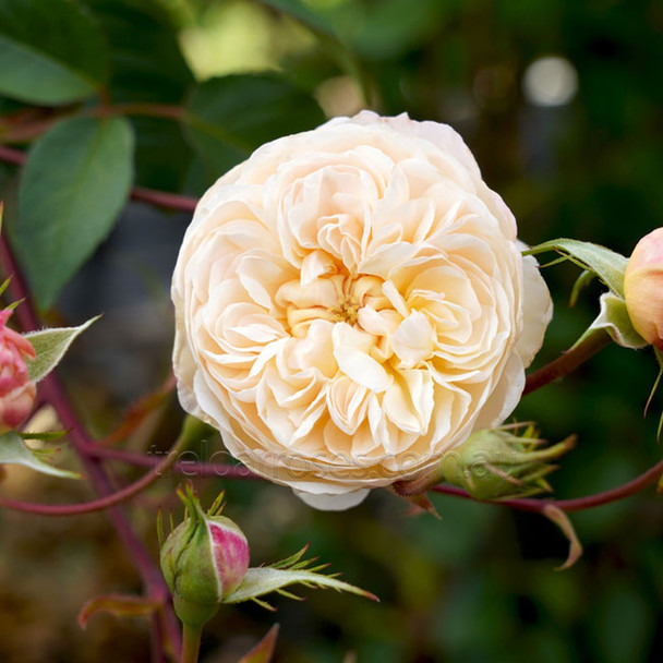 Rose 'The Albrighton Rambler' David Austin