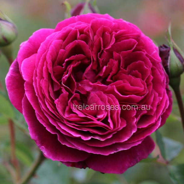 Rose 'Falstaff' David Austin