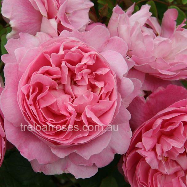 Rose 'Mary Rose' David Austin