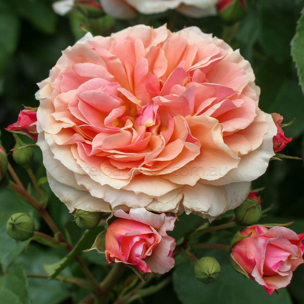 Rose 'Elysium Fields'