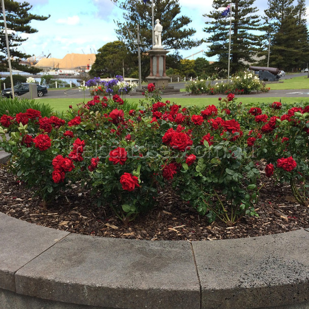 Rose 'Gallipoli Centenary'
