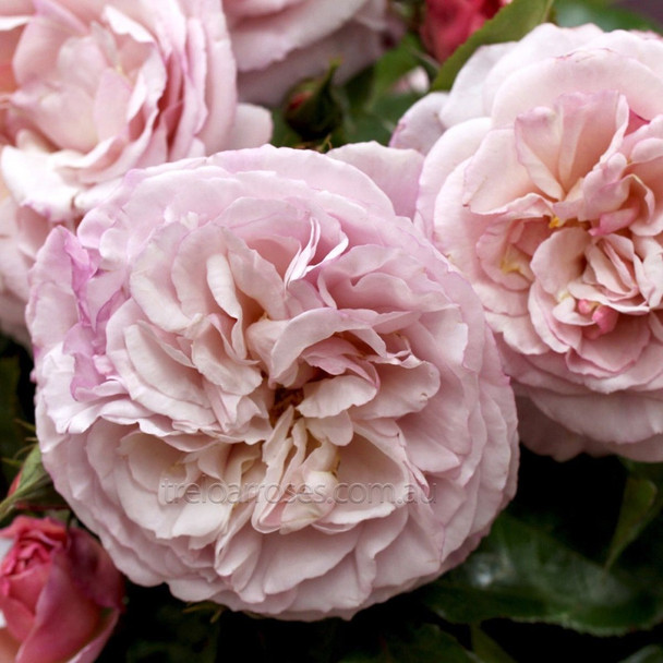 Rose 'Herkules'