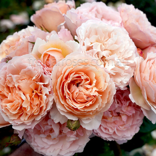 Rose 'Princess Charlene De Monaco'