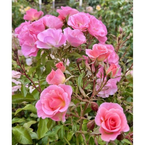 Rose 'Roselina'
