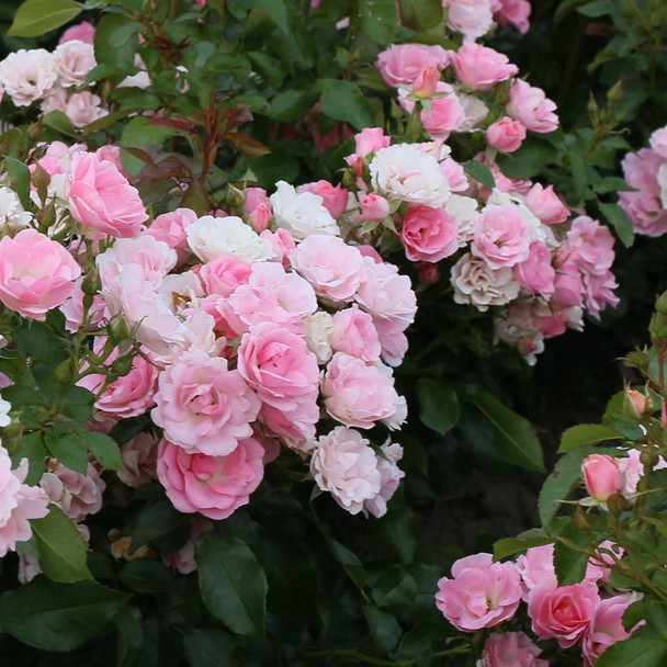 Rose 'Roselina'