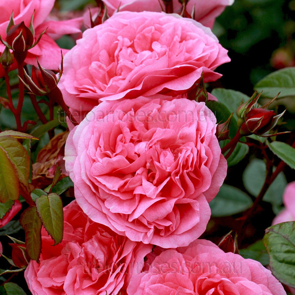 Rose 'Zaide (Korparofe)'