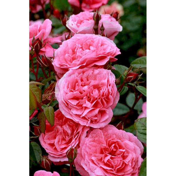 Rose 'Zaide (Korparofe)'