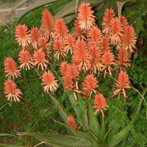 Aloe hybrid 'Apricot'