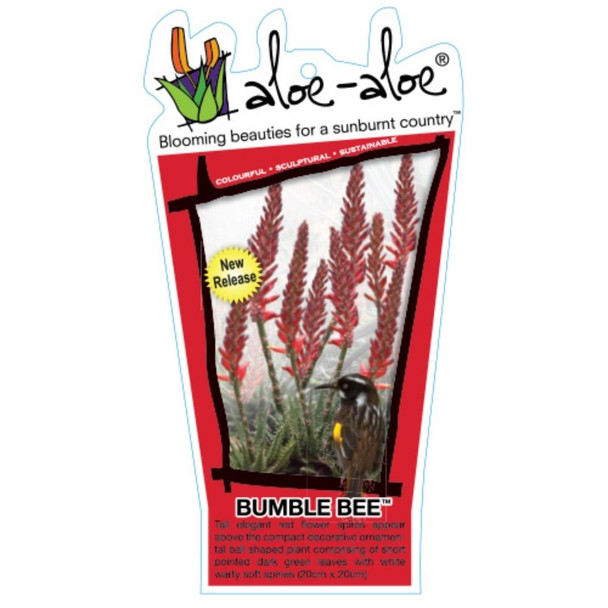 Aloe hybrid 'Bumble Bee'