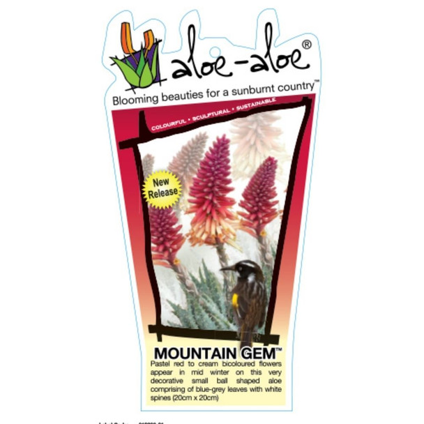 Aloe hybrid 'Mountain Gem'