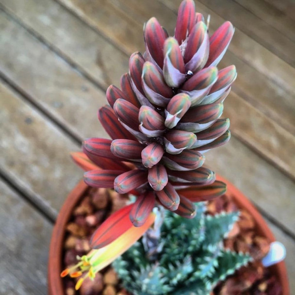 Aloe hybrid 'Mountain Gem'