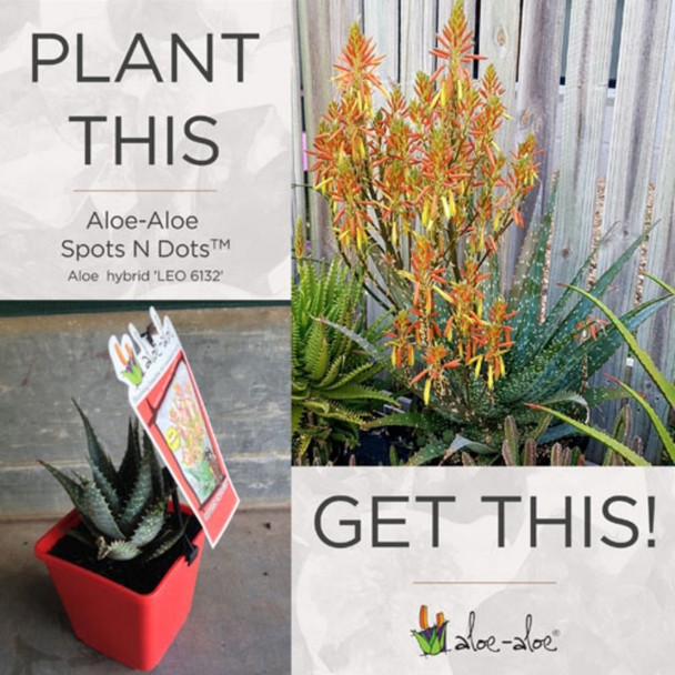 Aloe hybrid 'Spots N Dots'