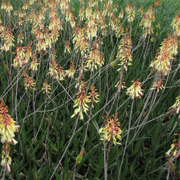 Aloe hybrid 'Winter Bells'