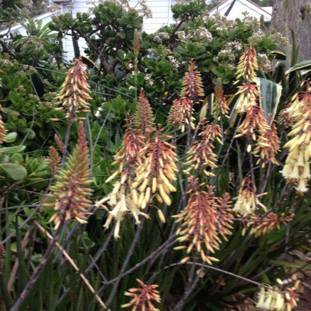 Aloe hybrid 'Winter Bells'