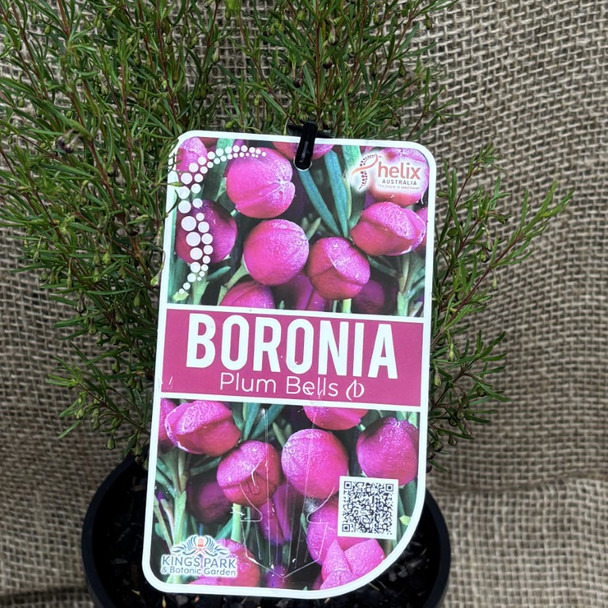 Boronia Plum Bells