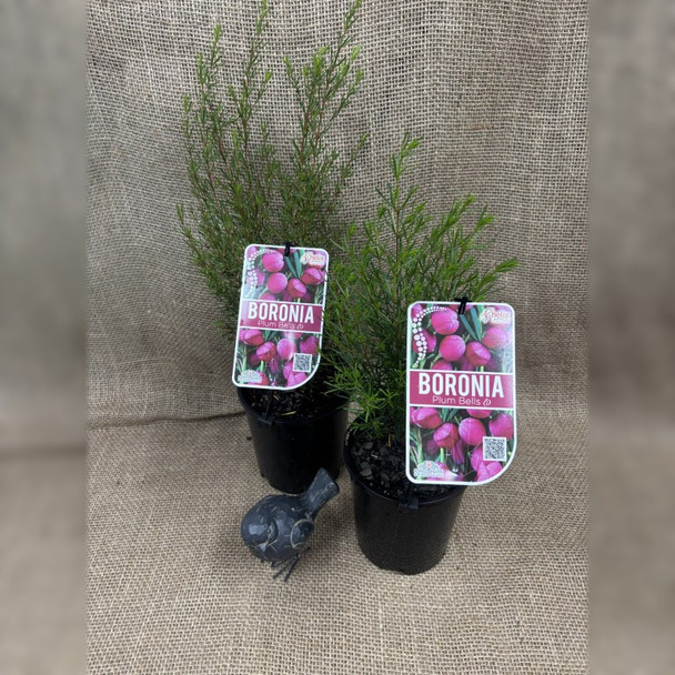 Boronia Plum Bells