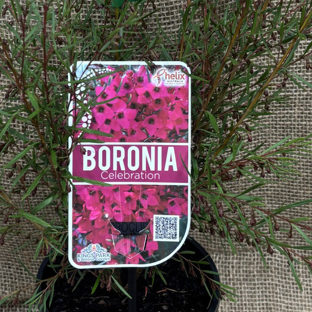 Boronia Celebration
