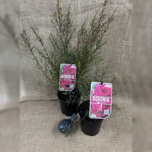 Boronia Celebration