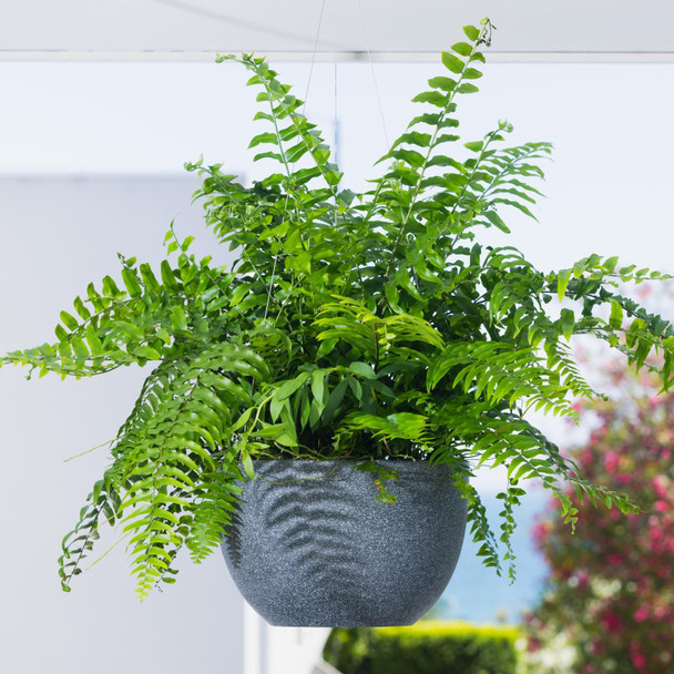 Alder Hanging Cover Pot
