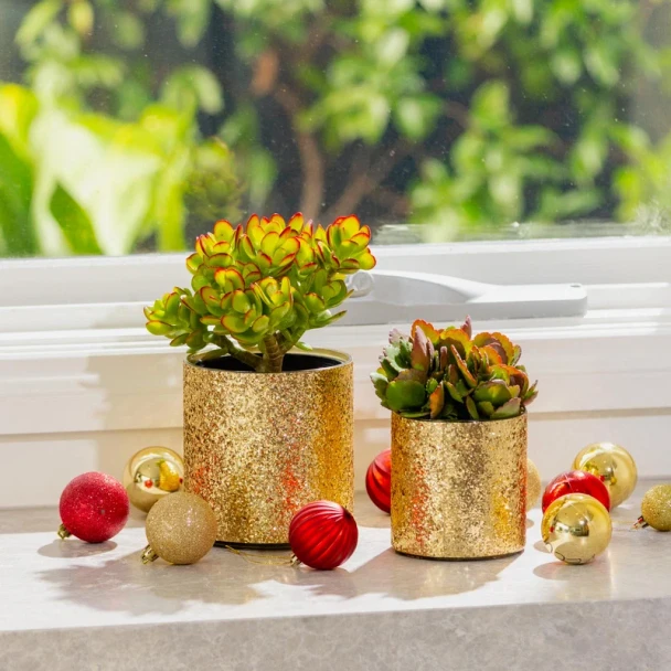 Stellar Festive Pot Gold