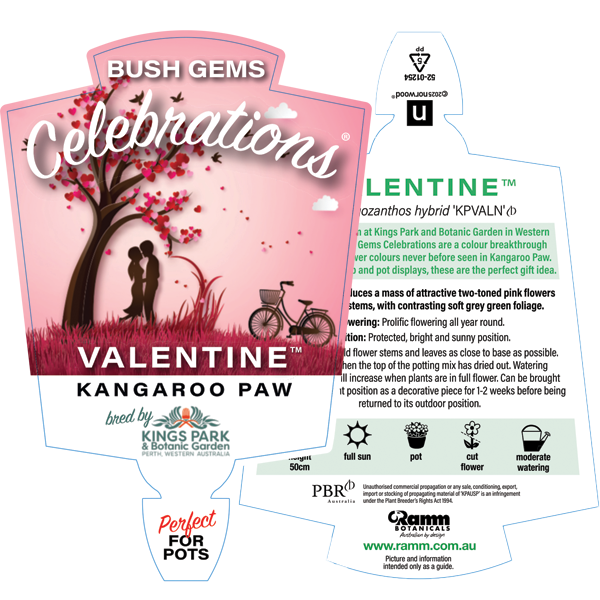 Kangaroo Paw Celebrations 'Valentine'