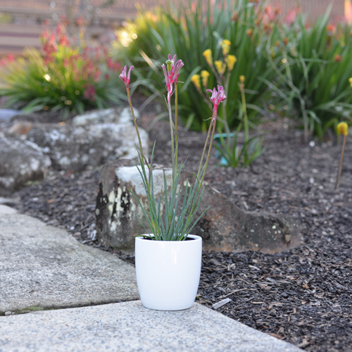 Kangaroo Paw Celebrations 'Valentine'