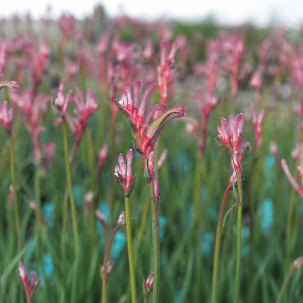 Kangaroo Paw Celebrations 'Valentine'