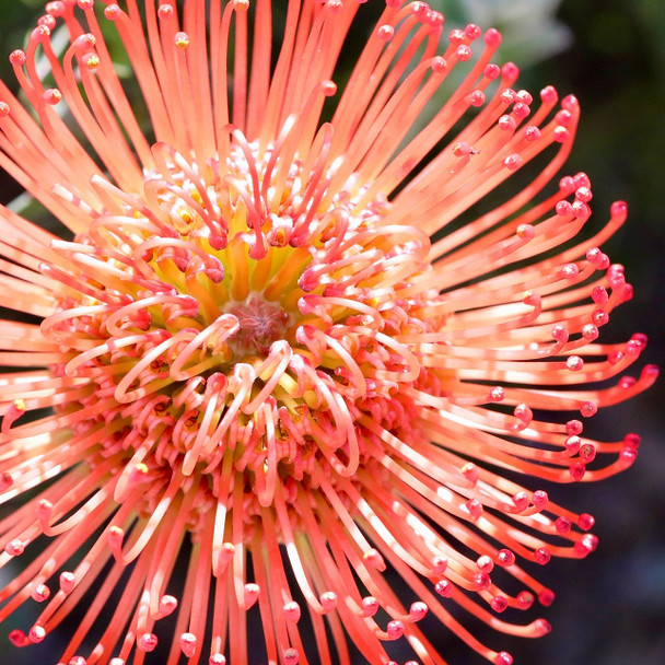 Leucospermum cordifolium