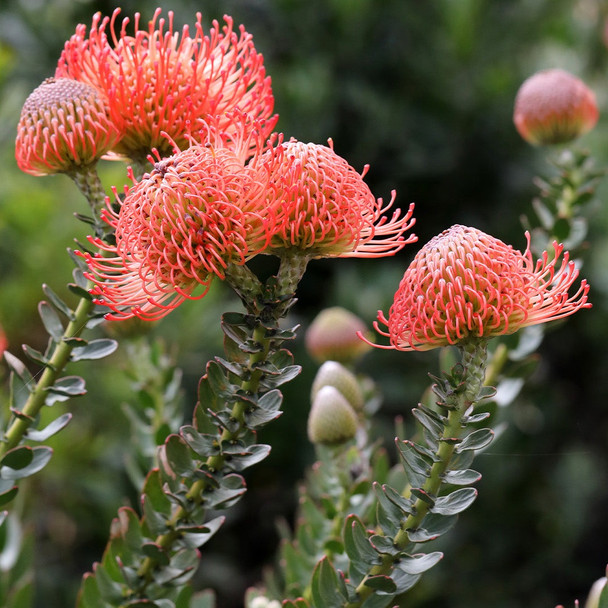 Leucospermum cordifolium