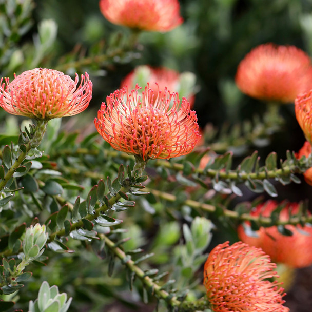 Leucospermum cordifolium