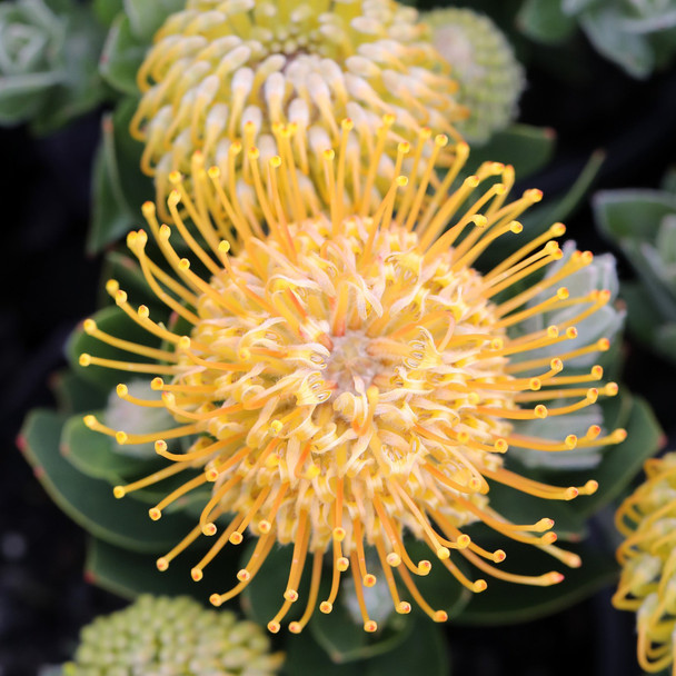 Leucospermum 'Carnival Copper'