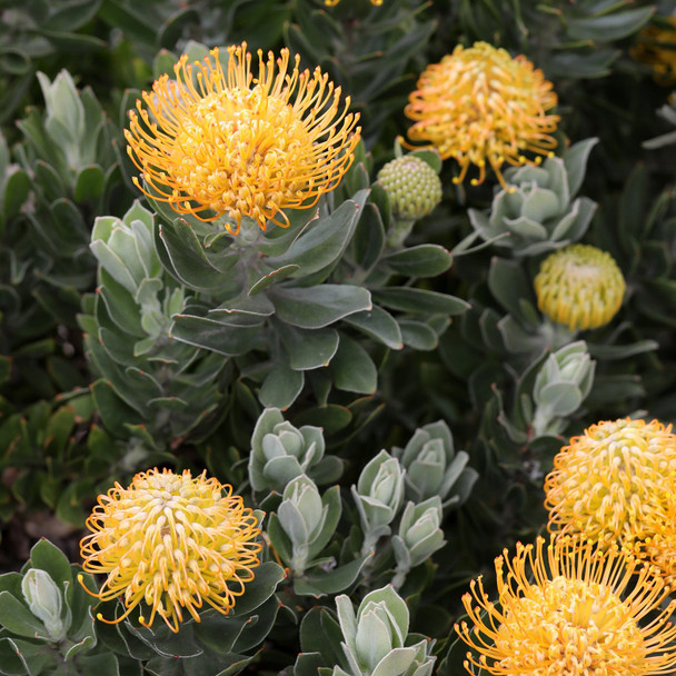 Leucospermum 'Carnival Copper'