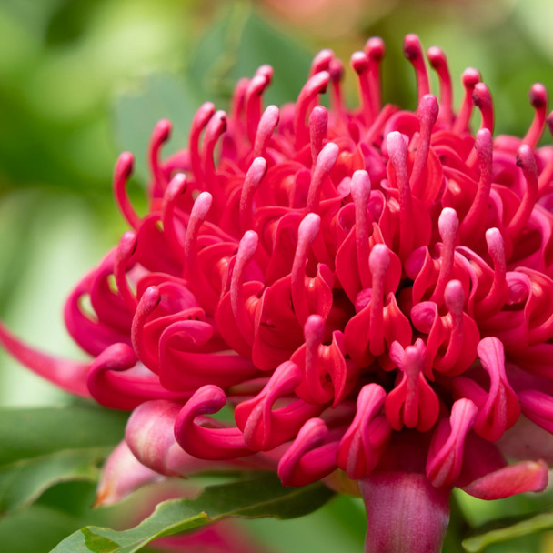 Waratah 'Essie's Gift' Telopea