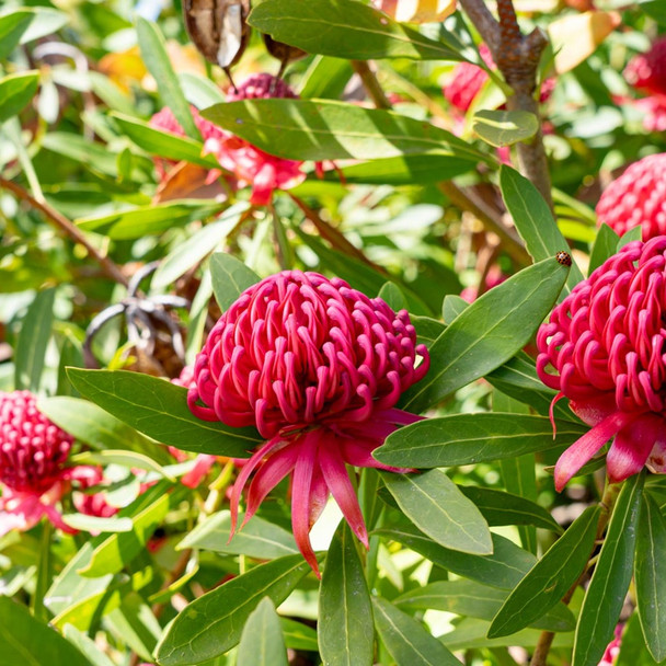 Waratah 'Essie's Gift' Telopea