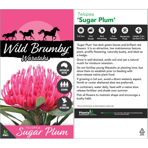 Waratah 'Sugar Plum' Telopea