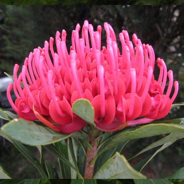 Waratah 'Sugar Plum' Telopea
