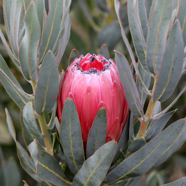 Protea 'Australis Pink'