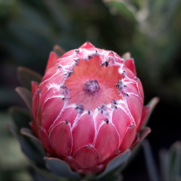 Protea 'Australis Pink'