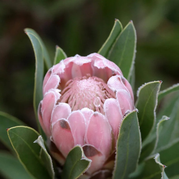 Protea 'Pink Pearl'