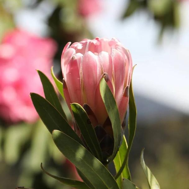 Protea 'Pink Pearl'